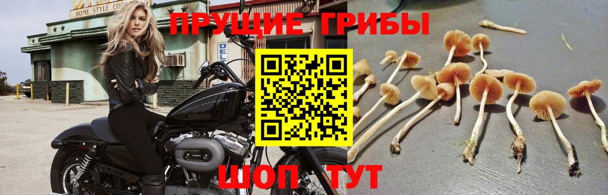 Псилоцибиновые грибы Cubensis Белорецк
